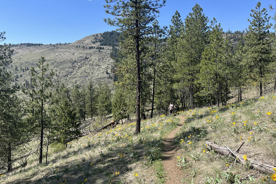 Must be the sunnier side of Saddle Lake Hill!