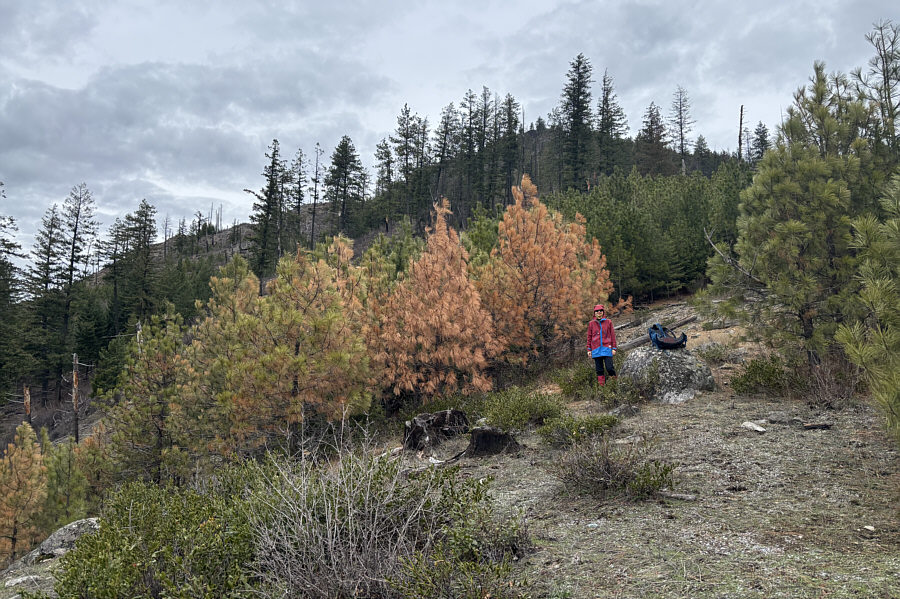 This is about the half-way point up the mountain.