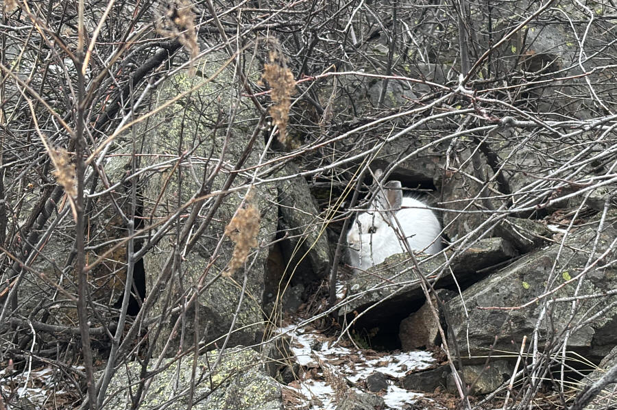 Follow the white rabbit!