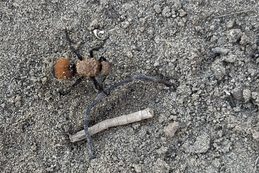 Steer clear--it has a very painful sting!