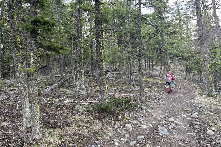 Cool moss on the trees.