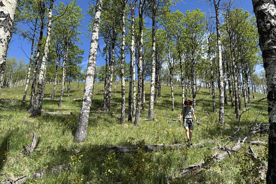 The intermittent shade was nice under the warm sun.