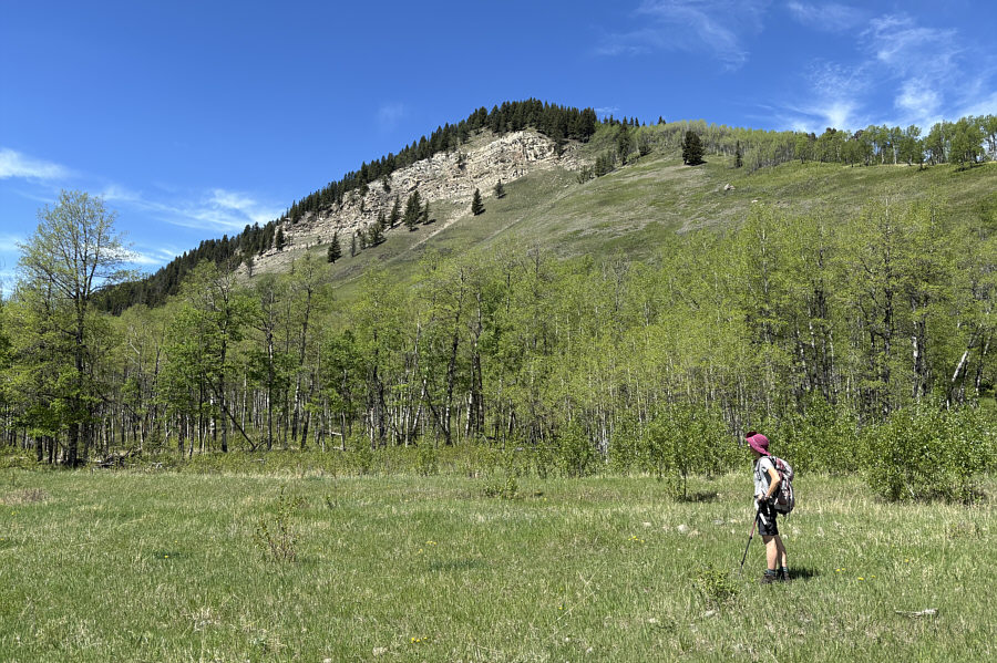 Goodbye, bighorn sheep!