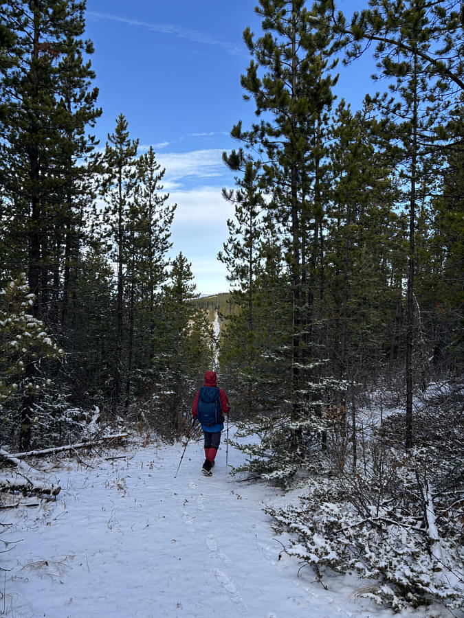 Bushy at first, but it gets better!