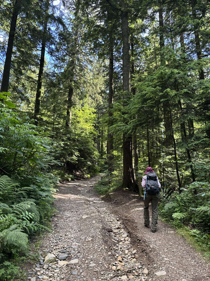 Lotsa walking in viewless forest today!