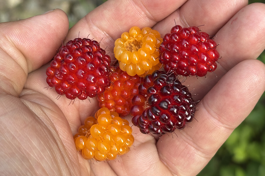 They look delicious but are not!