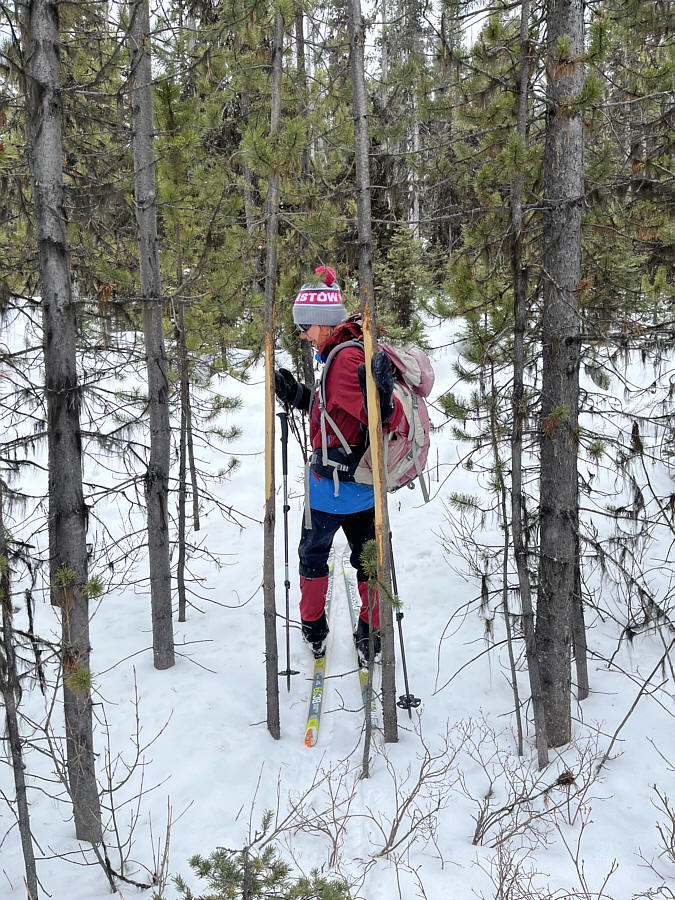 Too much forest "massaging"?