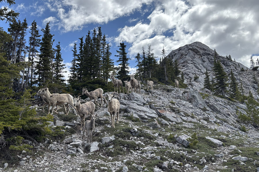 Must be time for them to go to "work" at the gondola station!