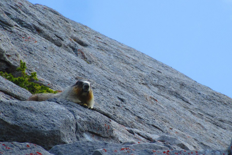 Just when all the sheep had finally left, now we get these weird two-legged creatures coming up...