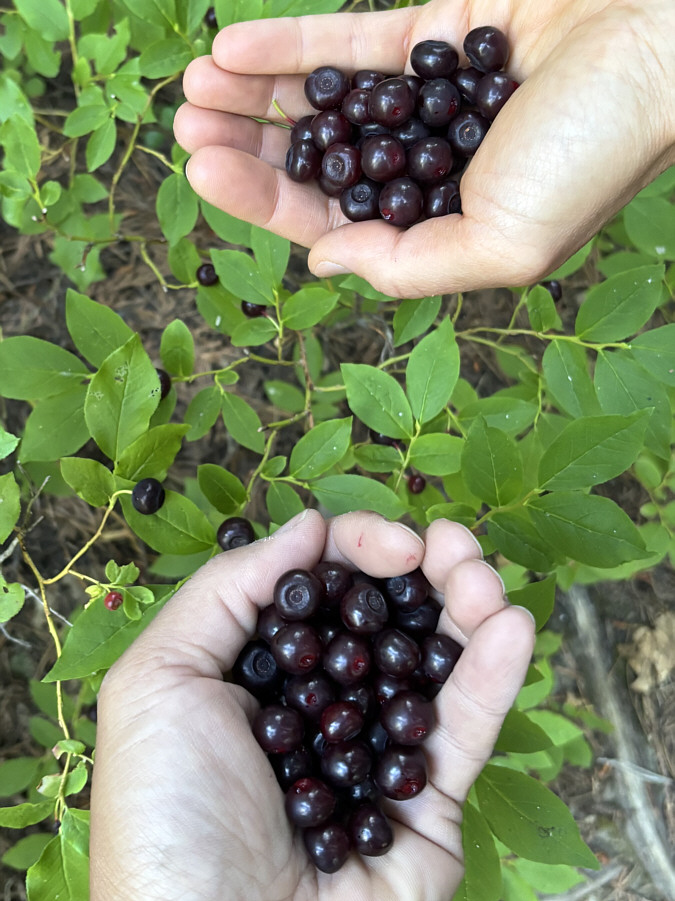 Guess where these went right after the photo was taken...nom, nom, nom!