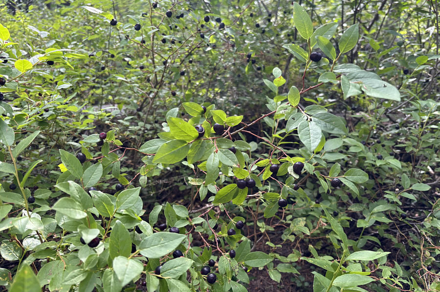 How can you not stop to eat these?