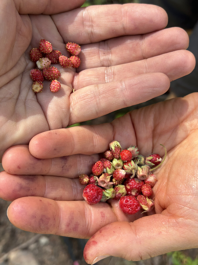 They're puny but very tasty!