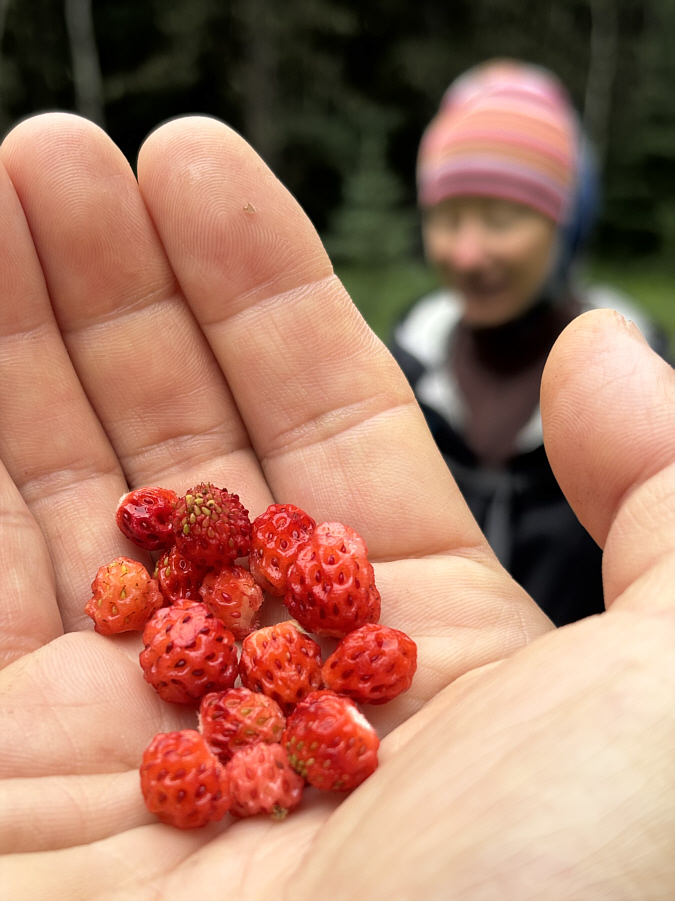 So much tastier than store-bought strawberries!