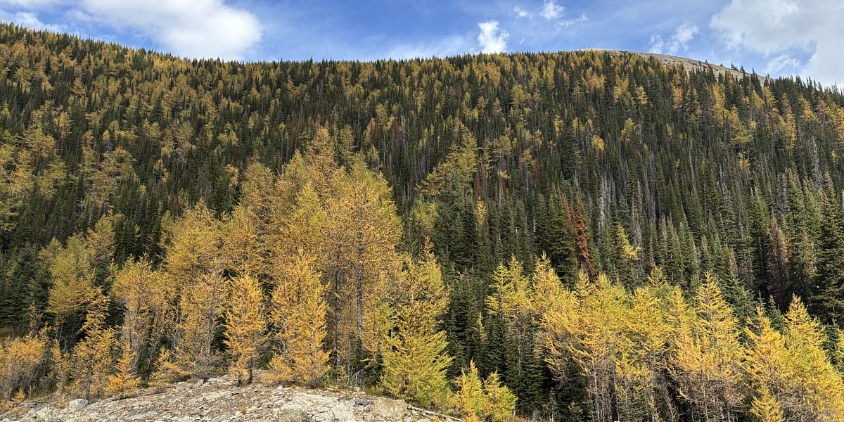 I'm not sure if I want to re-visit Tent Ridge when there is a conga line of hikers up there!