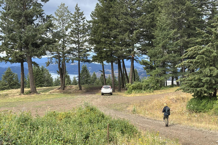 Great camping zone here with cows nearby!