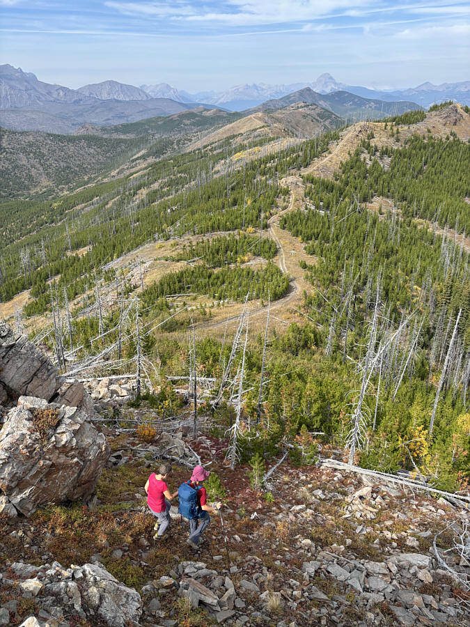 It's best to stay out of the trees here!