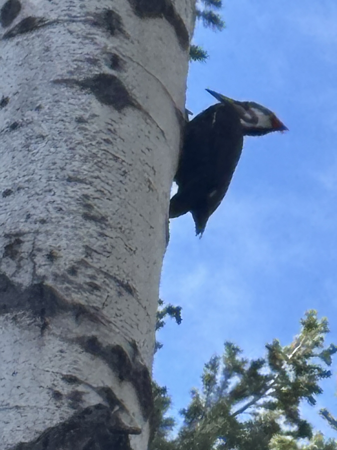 Click here to hear the Woody Woodpecker song!