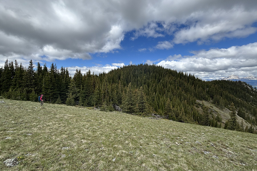 Look for "cattle corridors" to follow!