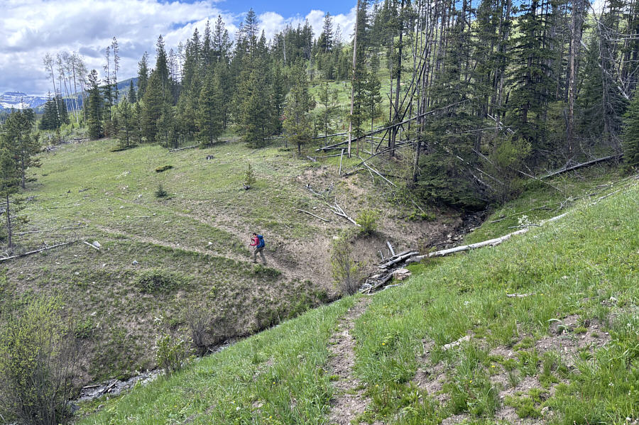 Too bad cows don't build bridges!