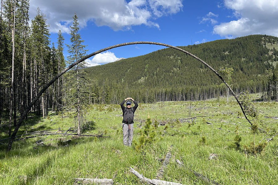 How did the tree get bent like this?