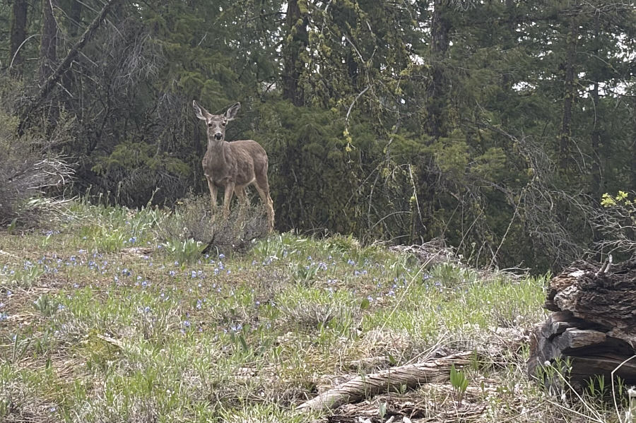 One of three we spotted.