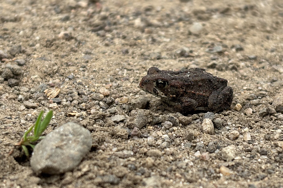 Ribbit.