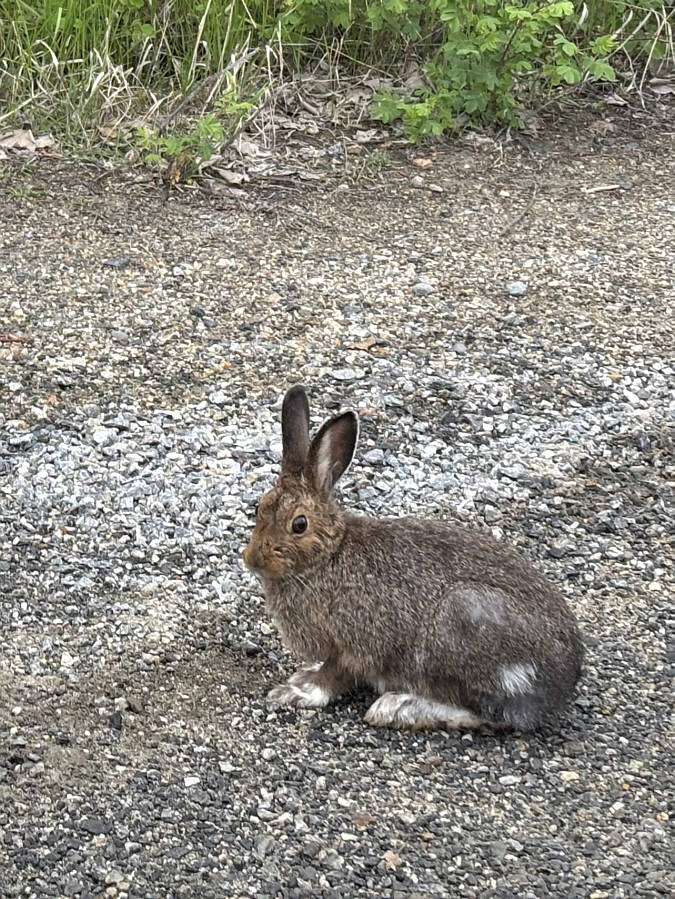 What's up, doc?